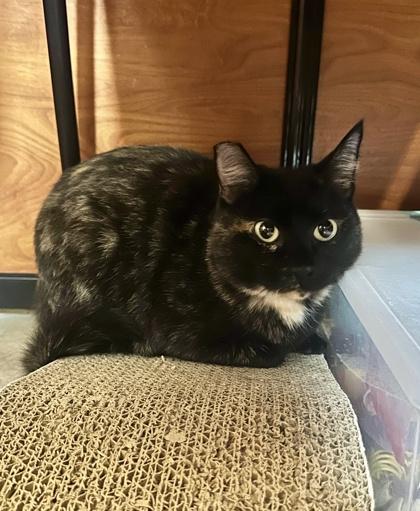 Sucre, Adoptable, Young Female Domestic Short Hair & Domestic Short Hair.