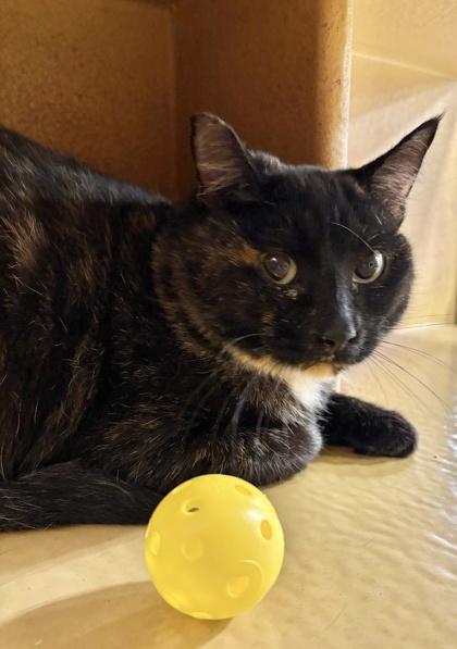 Sucre, Adoptable, Young Female Domestic Short Hair & Domestic Short Hair.