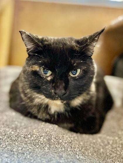 Sucre, Adoptable, Young Female Domestic Short Hair & Domestic Short Hair.