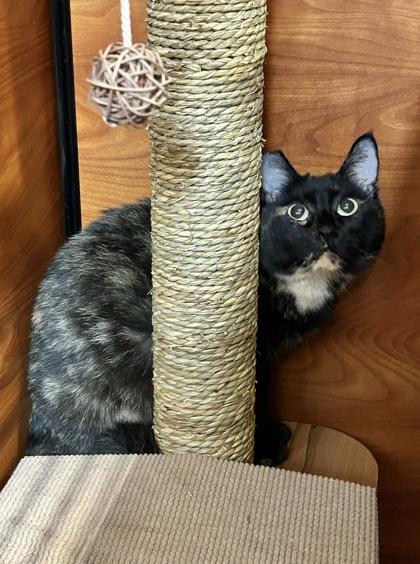 Enlarge Sucre, a Adoptable mixed breed in San Diego, CA image 2/3