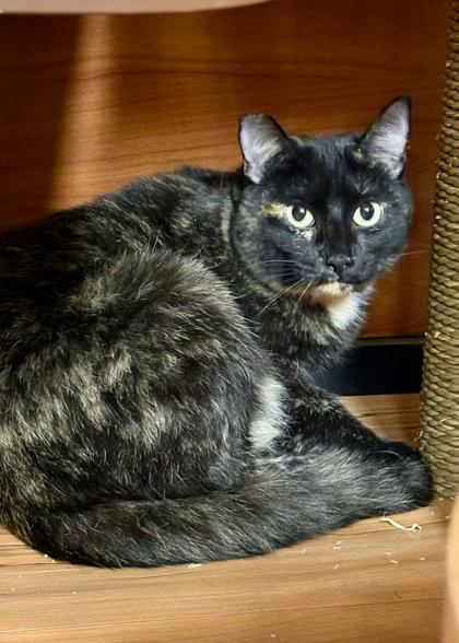 Enlarge Sucre, a Adoptable mixed breed in San Diego, CA image 3/3