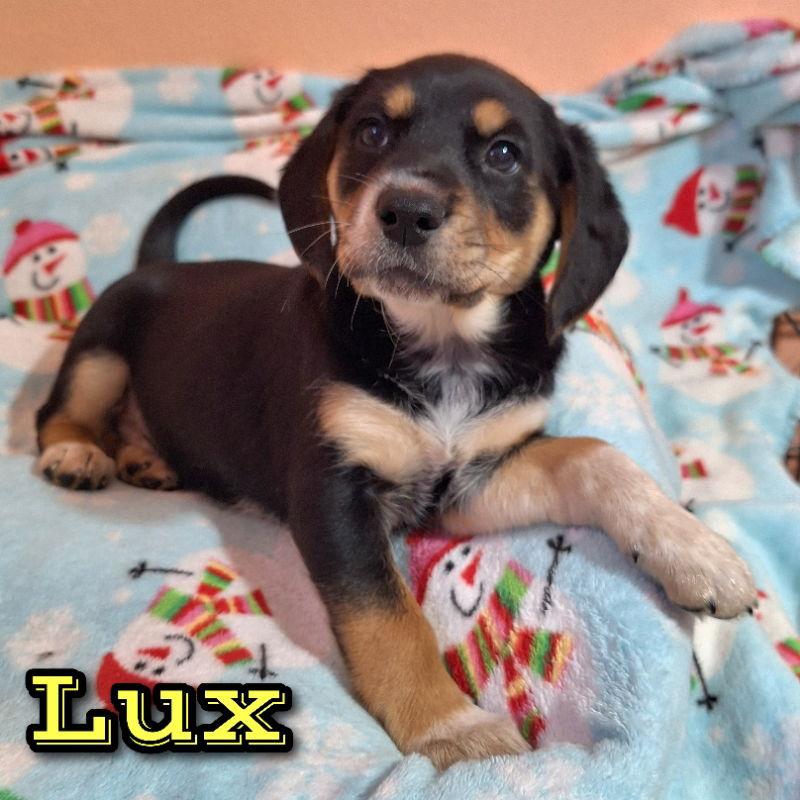 Lux, a Adoptable Australian Shepherd in House Springs, MO image 1/3