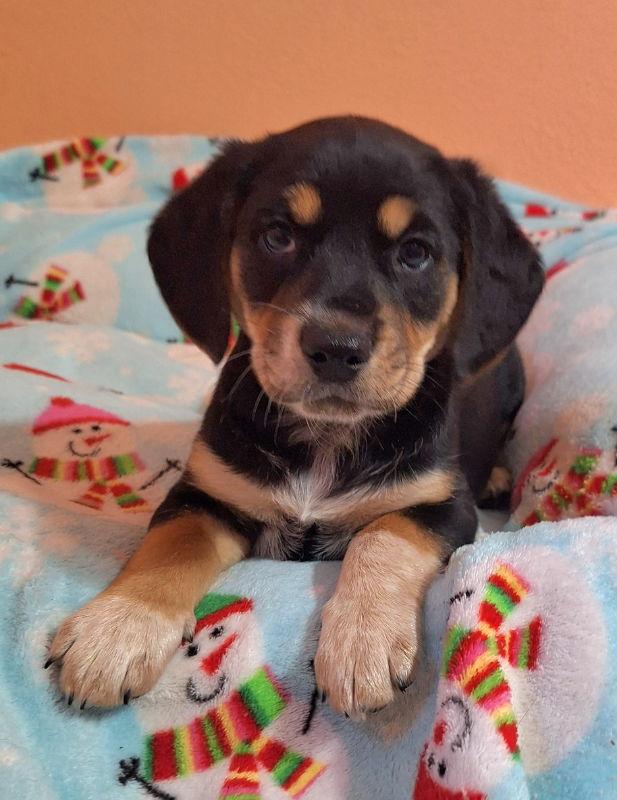 Lux, a Adoptable Australian Shepherd in House Springs, MO image 2/3