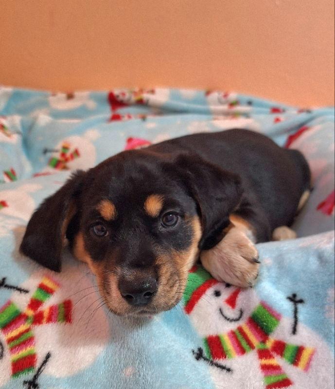Lux, a Adoptable Australian Shepherd in House Springs, MO image 3/3