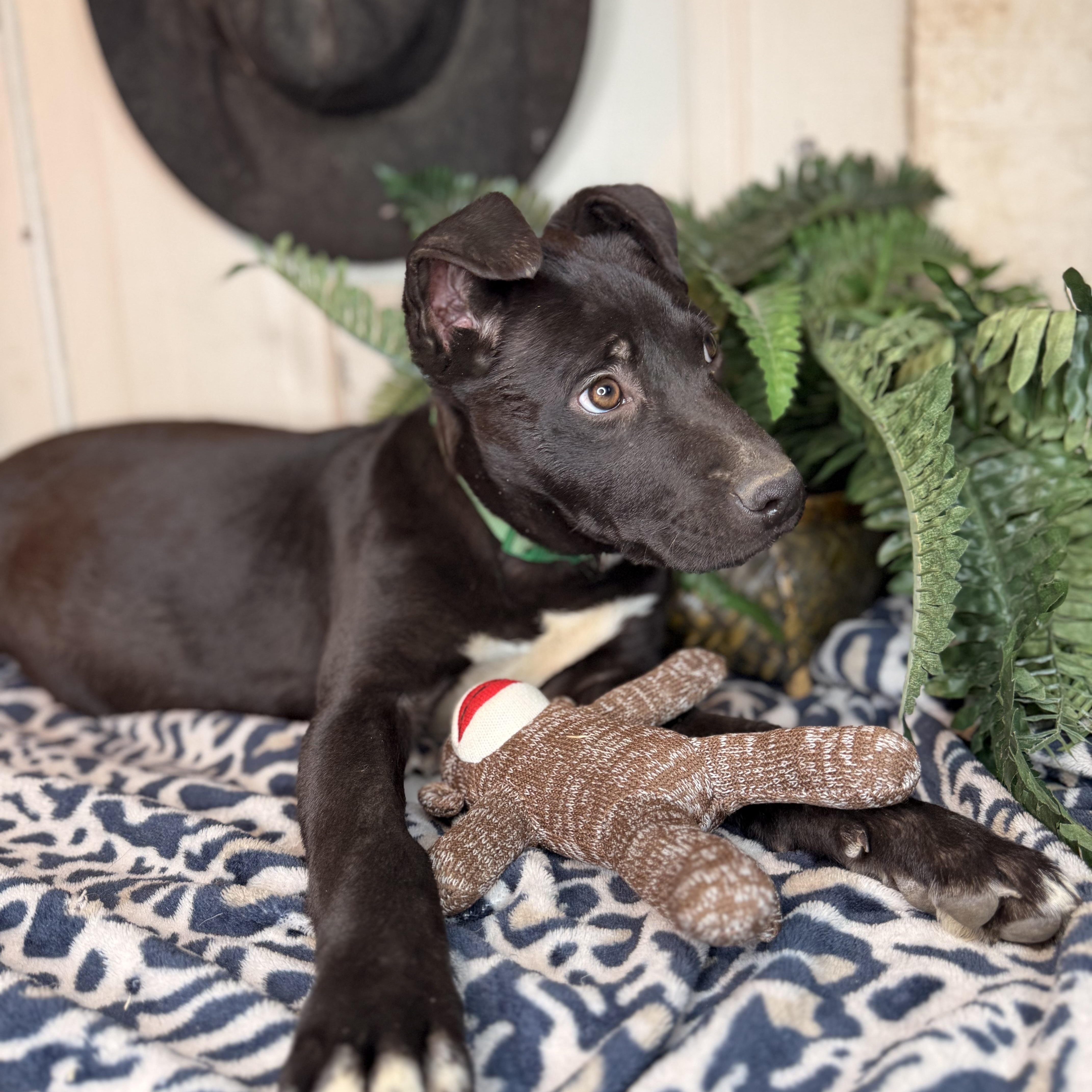 Enlarge Alice $200 adoption fee, a Adoptable mixed breed in Arnold, MO image 4/6