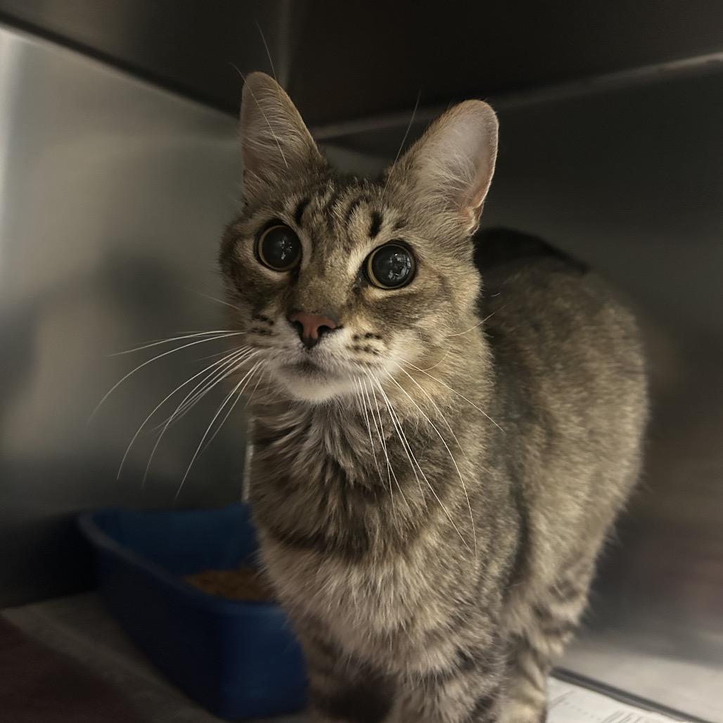 Elon, a Adoptable Domestic Short Hair in Galveston, TX image 1/2