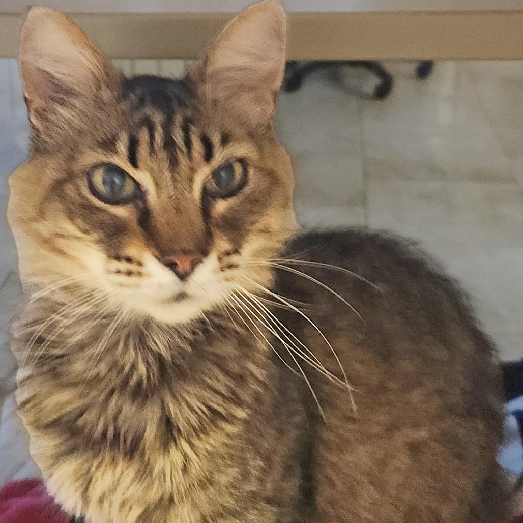 Elon, a Adoptable Domestic Short Hair in Galveston, TX image 2/2