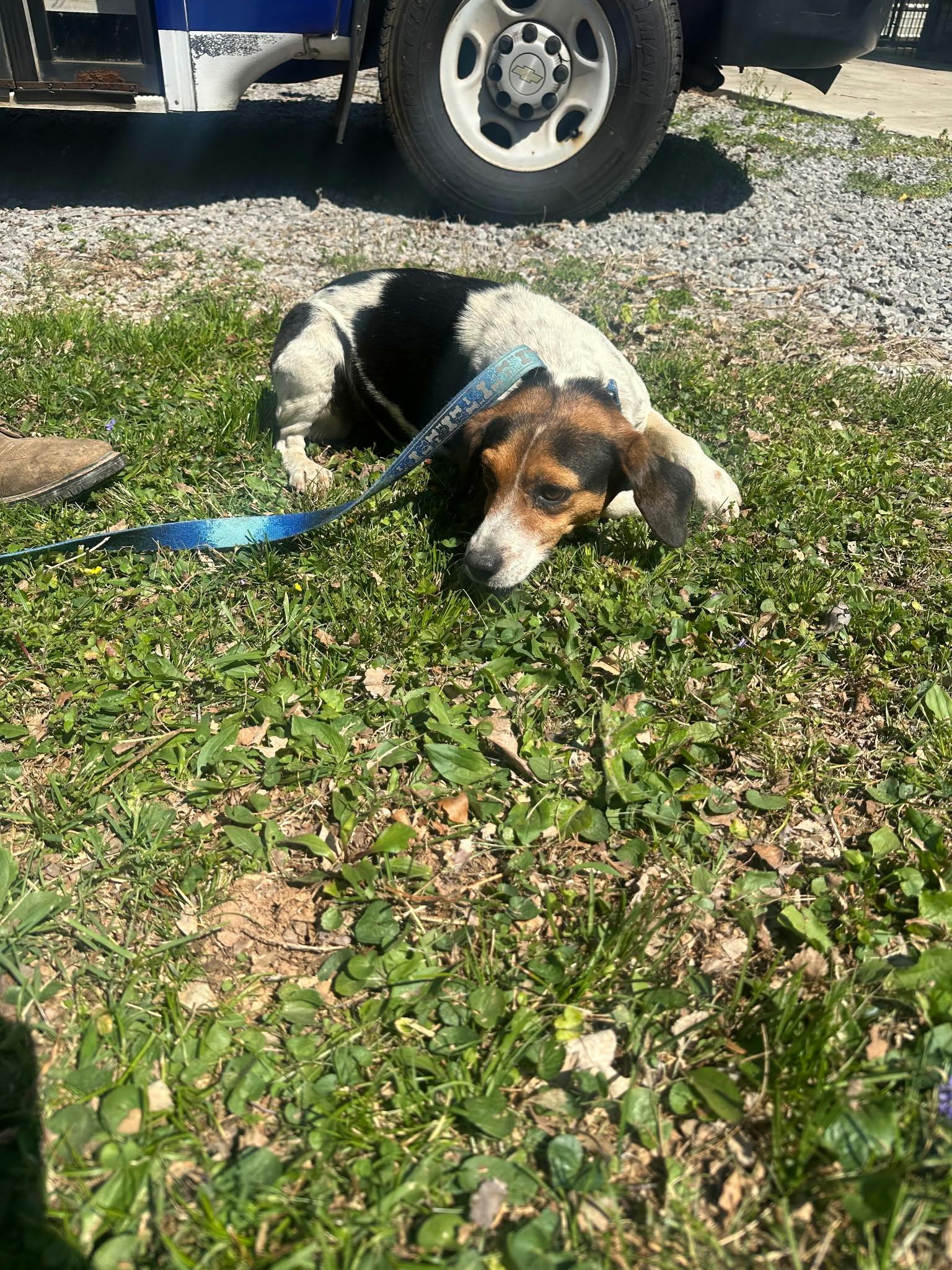 Enlarge Cleo, an adopted mixed breed in Westwood, NJ image 2/2