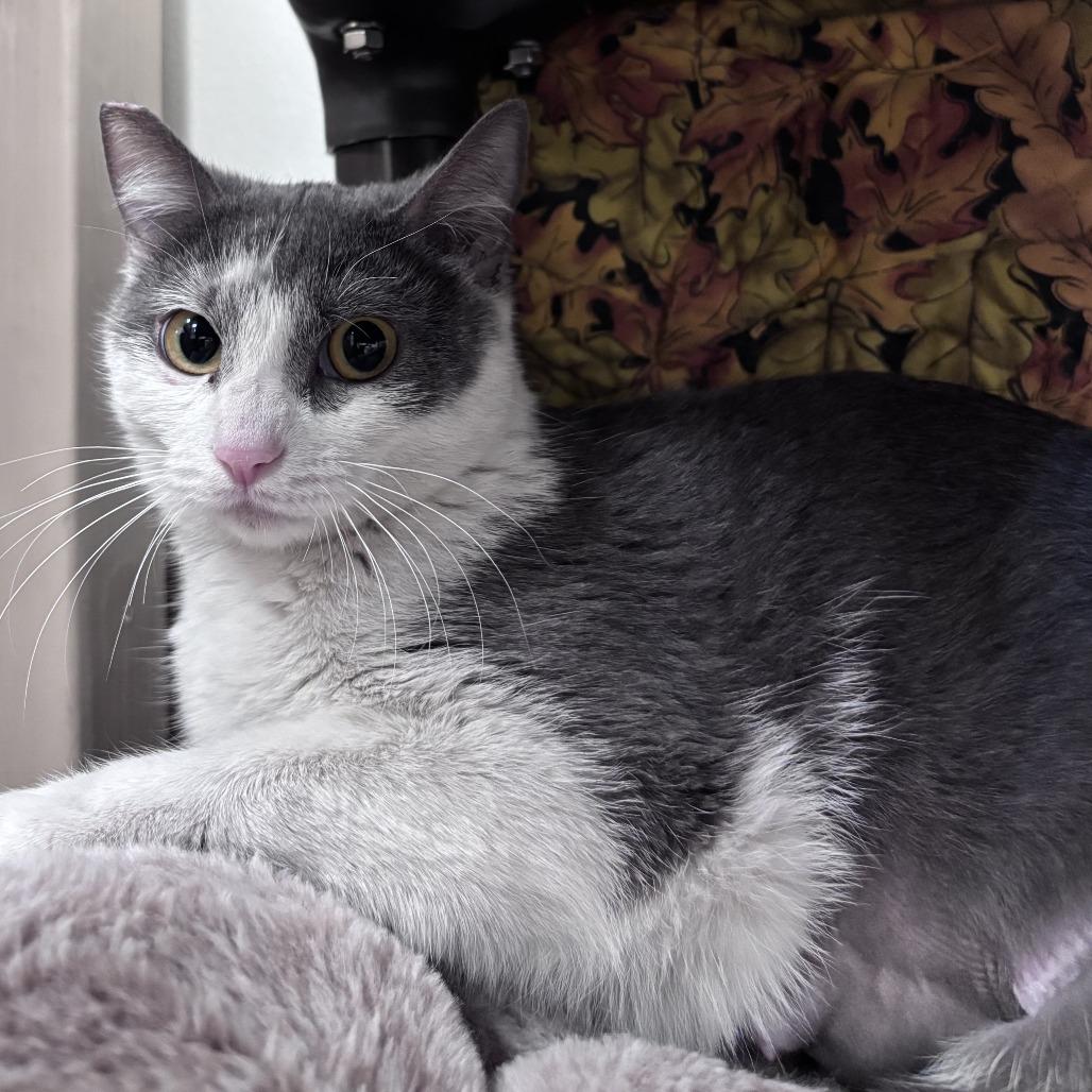 Enlarge Georgette, a Adoptable Domestic Short Hair in Las Vegas, NV image 1/3