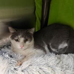 Enlarge Georgette, a Adoptable Domestic Short Hair in Las Vegas, NV image 2/3