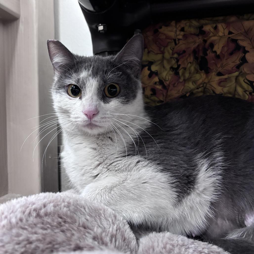 Enlarge Georgette, a Adoptable Domestic Short Hair in Las Vegas, NV image 3/3