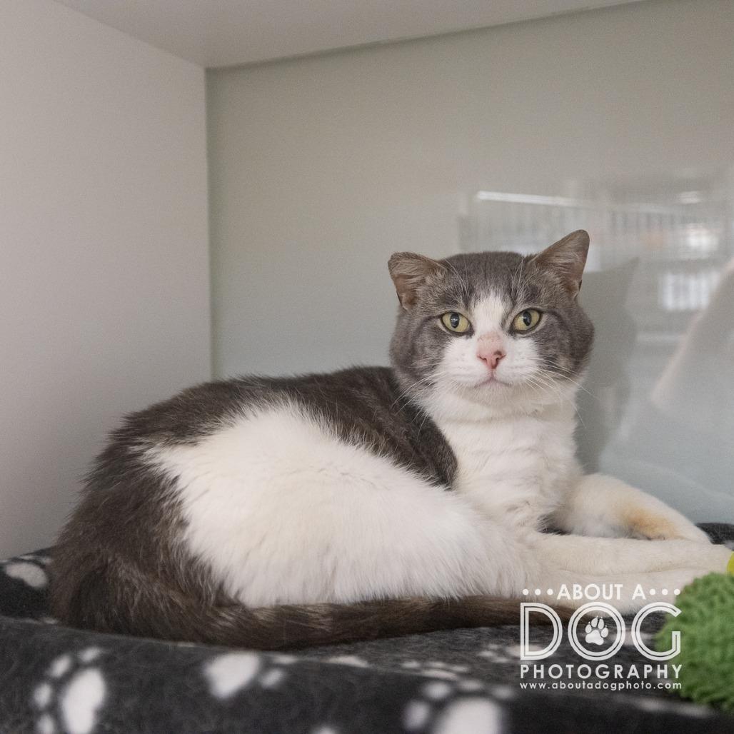 Enlarge Lennox, a Adoptable Domestic Short Hair in Saint Cloud, MN image 1/5