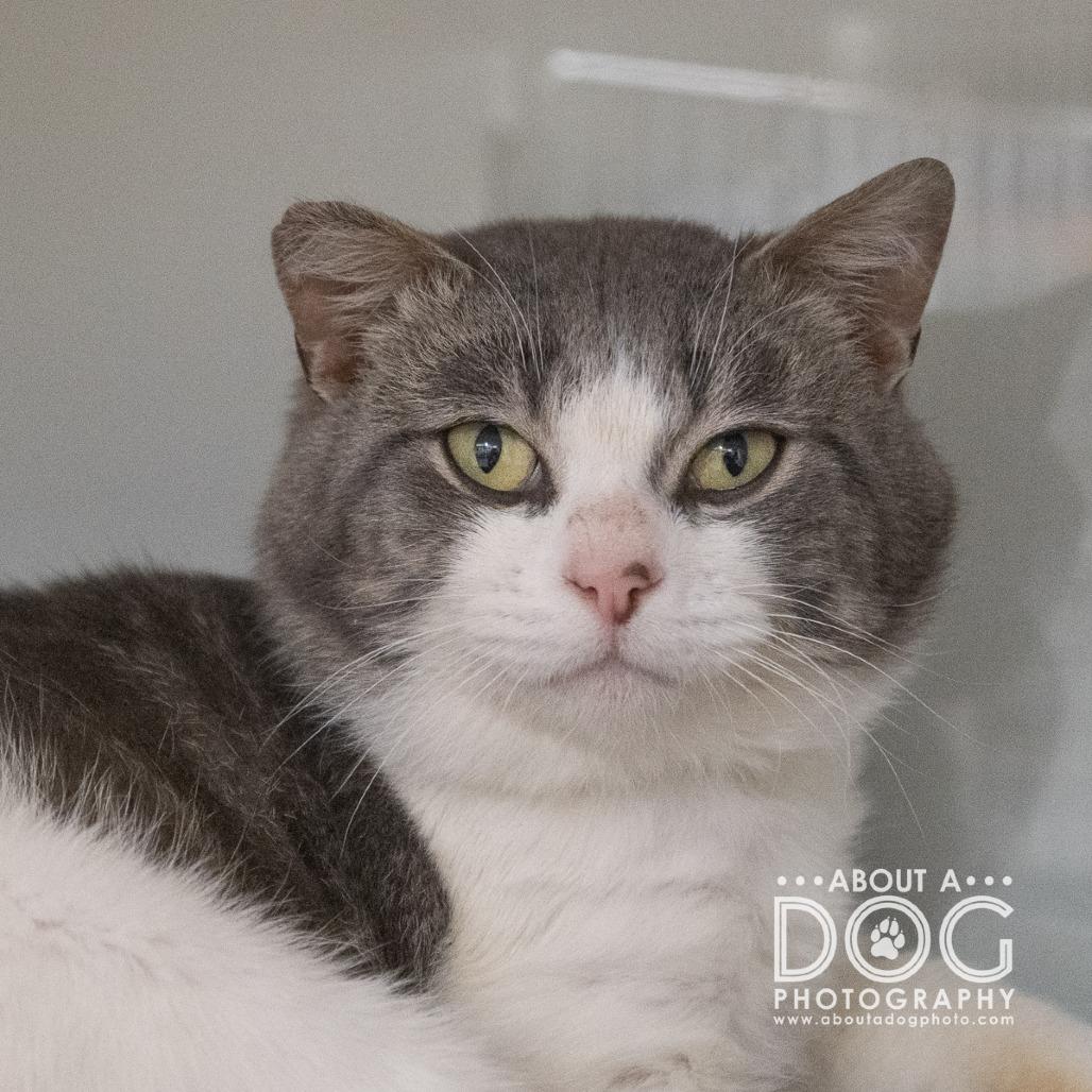 Enlarge Lennox, a Adoptable Domestic Short Hair in Saint Cloud, MN image 2/5
