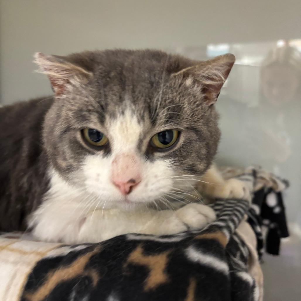 Enlarge Lennox, a Adoptable Domestic Short Hair in Saint Cloud, MN image 3/5