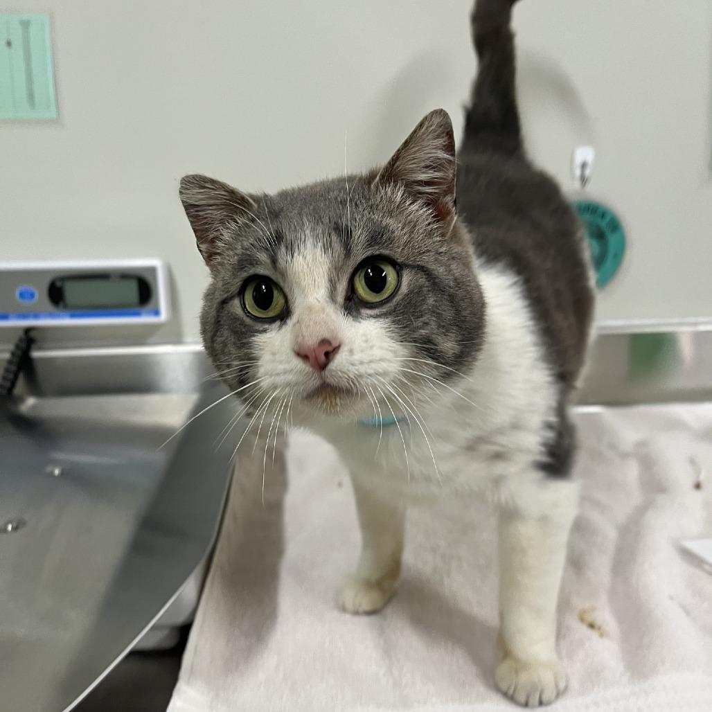 Enlarge Lennox, a Adoptable Domestic Short Hair in Saint Cloud, MN image 4/5