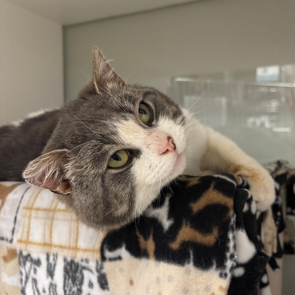 Enlarge Lennox, a Adoptable Domestic Short Hair in Saint Cloud, MN image 5/5