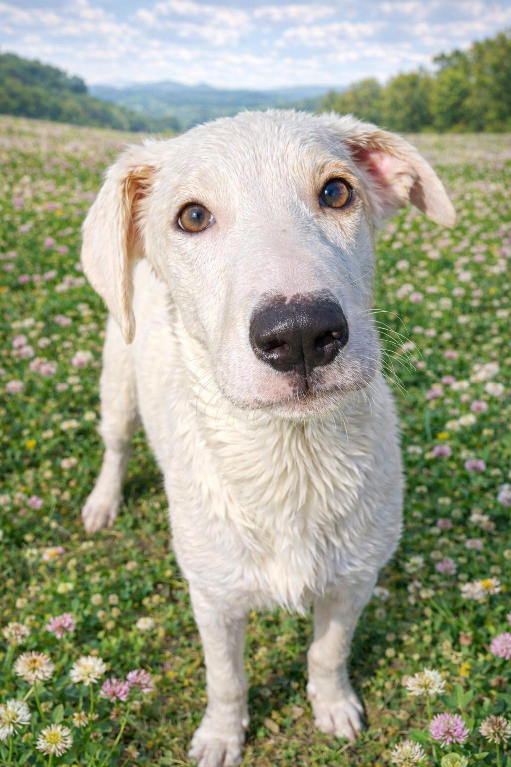 Enlarge Sticky, a Adoptable mixed breed in Cheyenne, WY image 2/2
