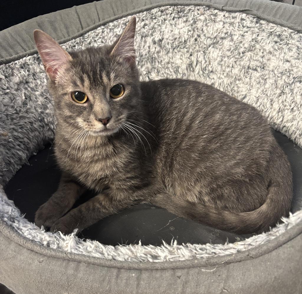 Cake Tin, Adoptable, Kitten Male Domestic Short Hair.