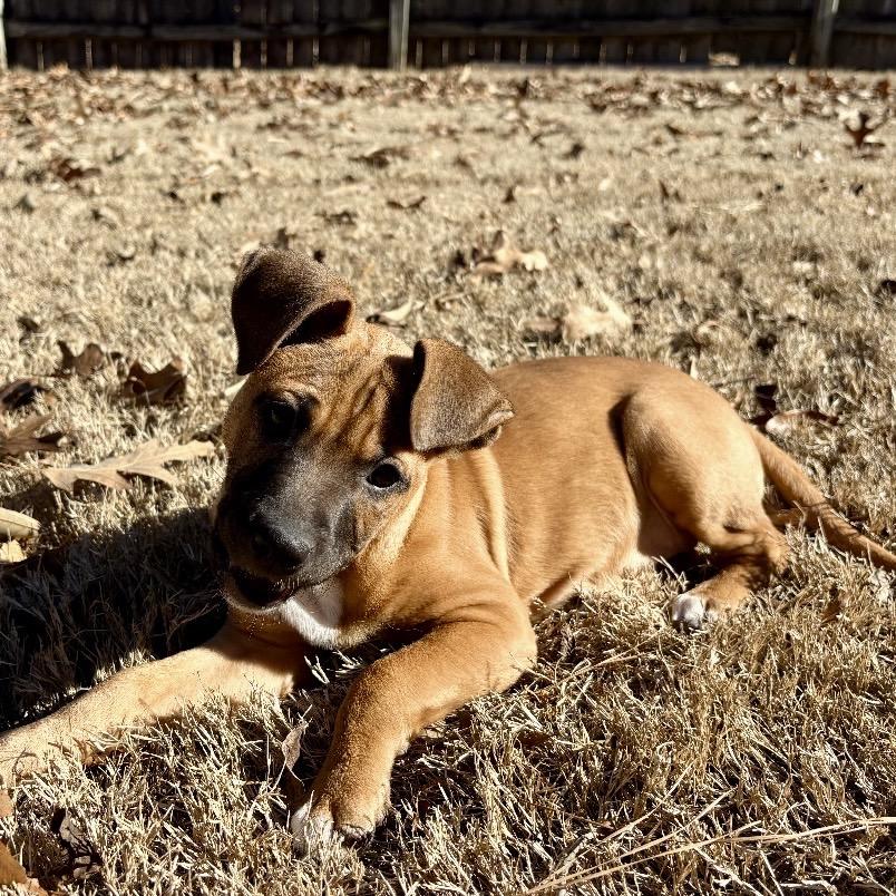 Enlarge Prim, a Adoptable mixed breed in Cordova, TN image 1/5