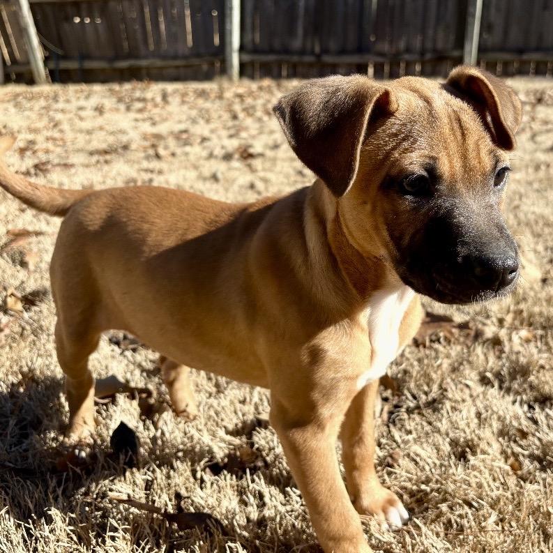 Enlarge Prim, a Adoptable mixed breed in Cordova, TN image 4/5