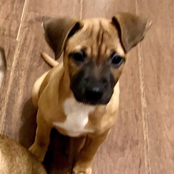 Enlarge Prim, a Adoptable mixed breed in Cordova, TN image 5/5