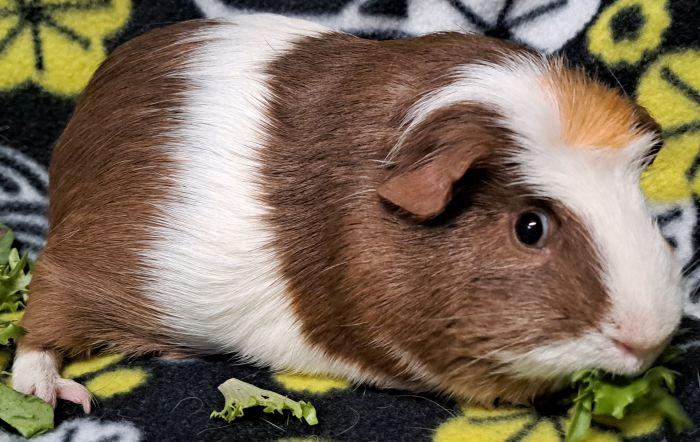 Enlarge Oreo, a ADOPTABLE Guinea Pig in Steger, IL image 3/5