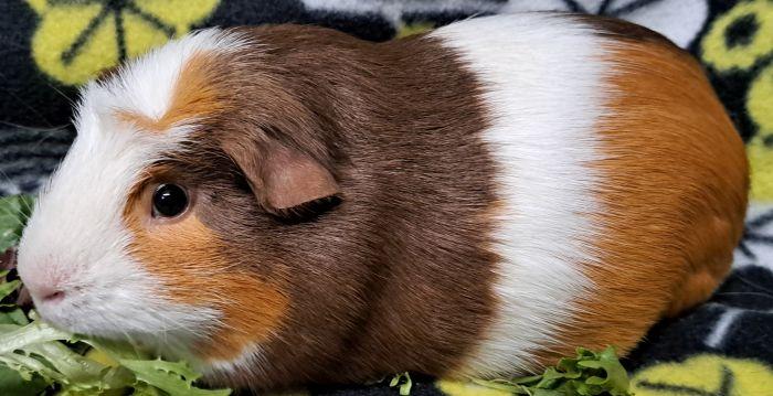 Enlarge Oreo, a ADOPTABLE Guinea Pig in Steger, IL image 4/5