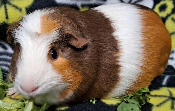 Enlarge Oreo, a ADOPTABLE Guinea Pig in Steger, IL image 2/5