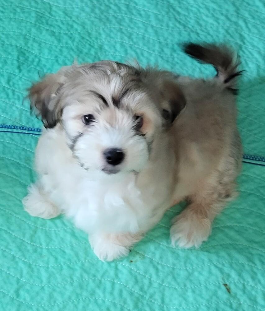 Chestnut, Adoptable, Puppy Female Chihuahua.