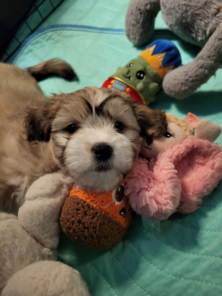 Enlarge Chestnut, a Adoptable Chihuahua in Broomfield, CO image 2/6