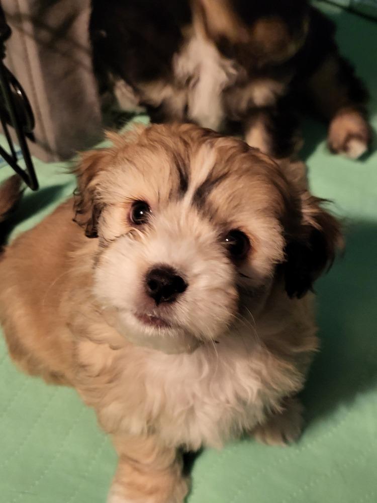Enlarge Chestnut, a Adoptable Chihuahua in Broomfield, CO image 3/6