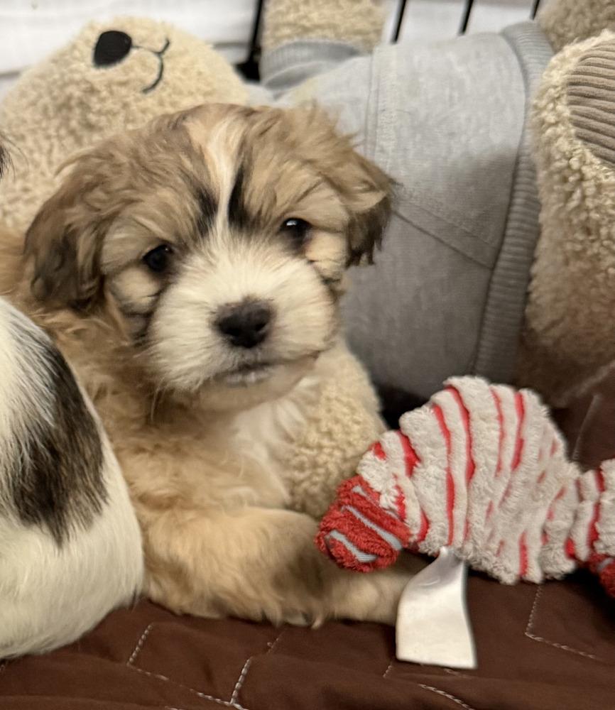Enlarge Chestnut, a Adoptable Chihuahua in Broomfield, CO image 4/6