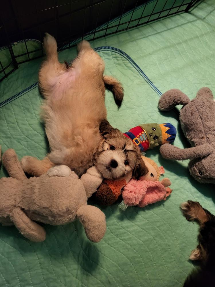 Enlarge Chestnut, a Adoptable Chihuahua in Broomfield, CO image 5/6