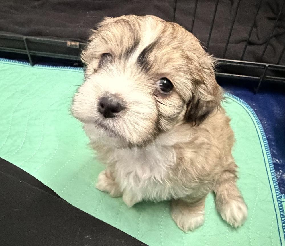 Enlarge Chestnut, a Adoptable Chihuahua in Broomfield, CO image 6/6