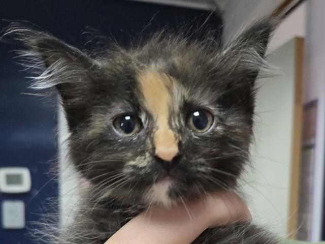 Enlarge KRISTEN STEWART, a Adoptable Domestic Short Hair in Palo Alto, CA image 1/1
