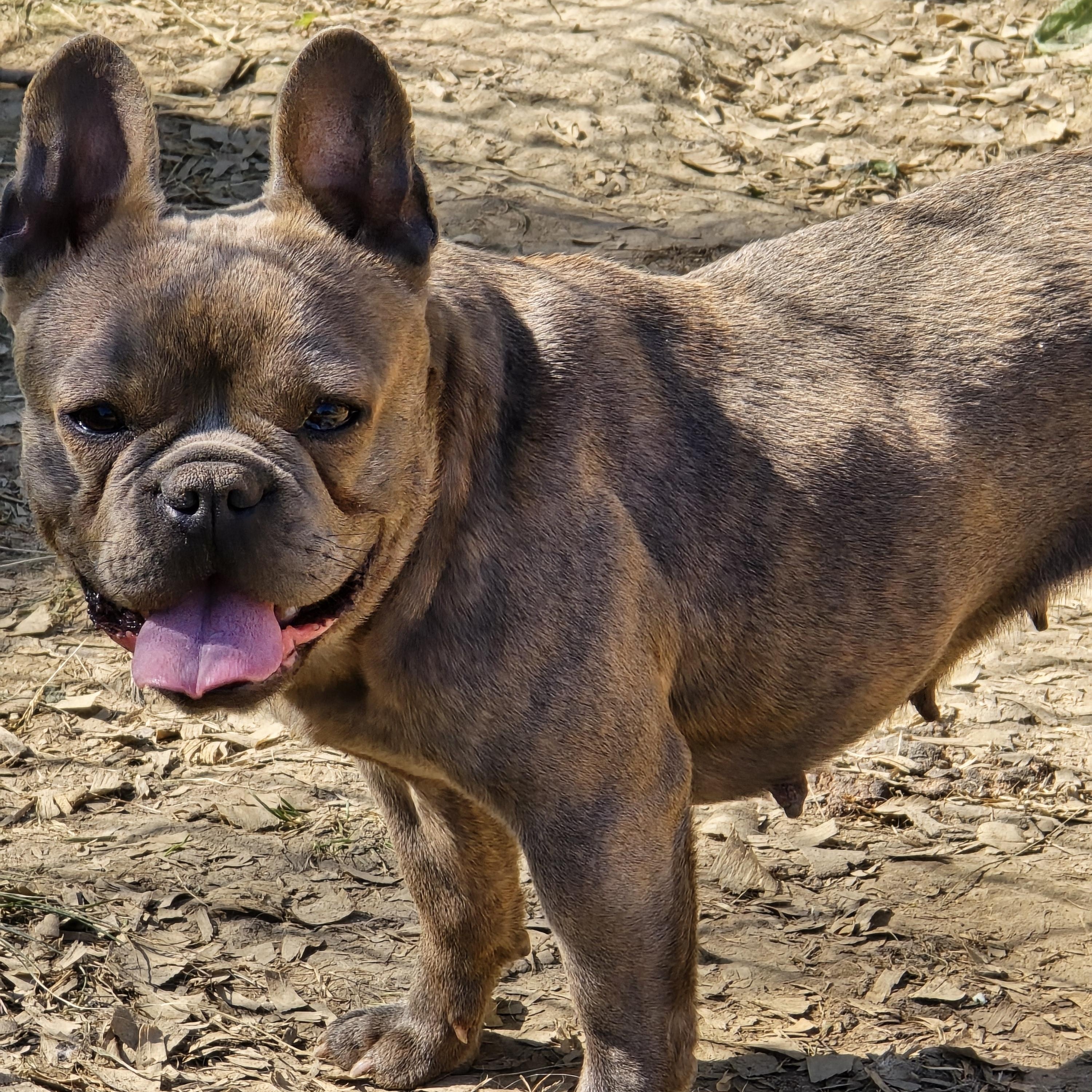 Ashley, ADOPTABLE, Young Female French Bulldog.