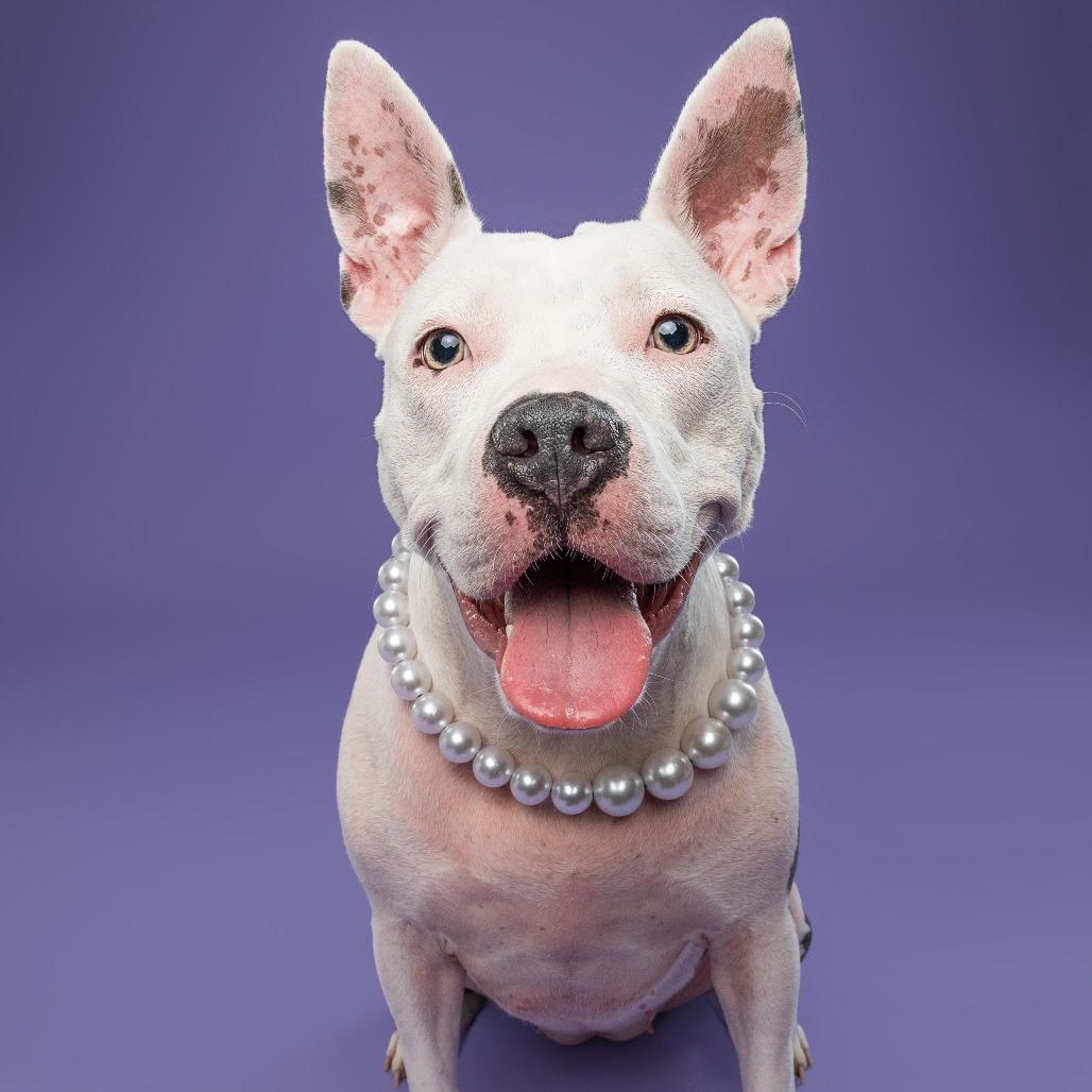 Enlarge Daisy, a Adoptable Pit Bull Terrier in York, PA image 1/6