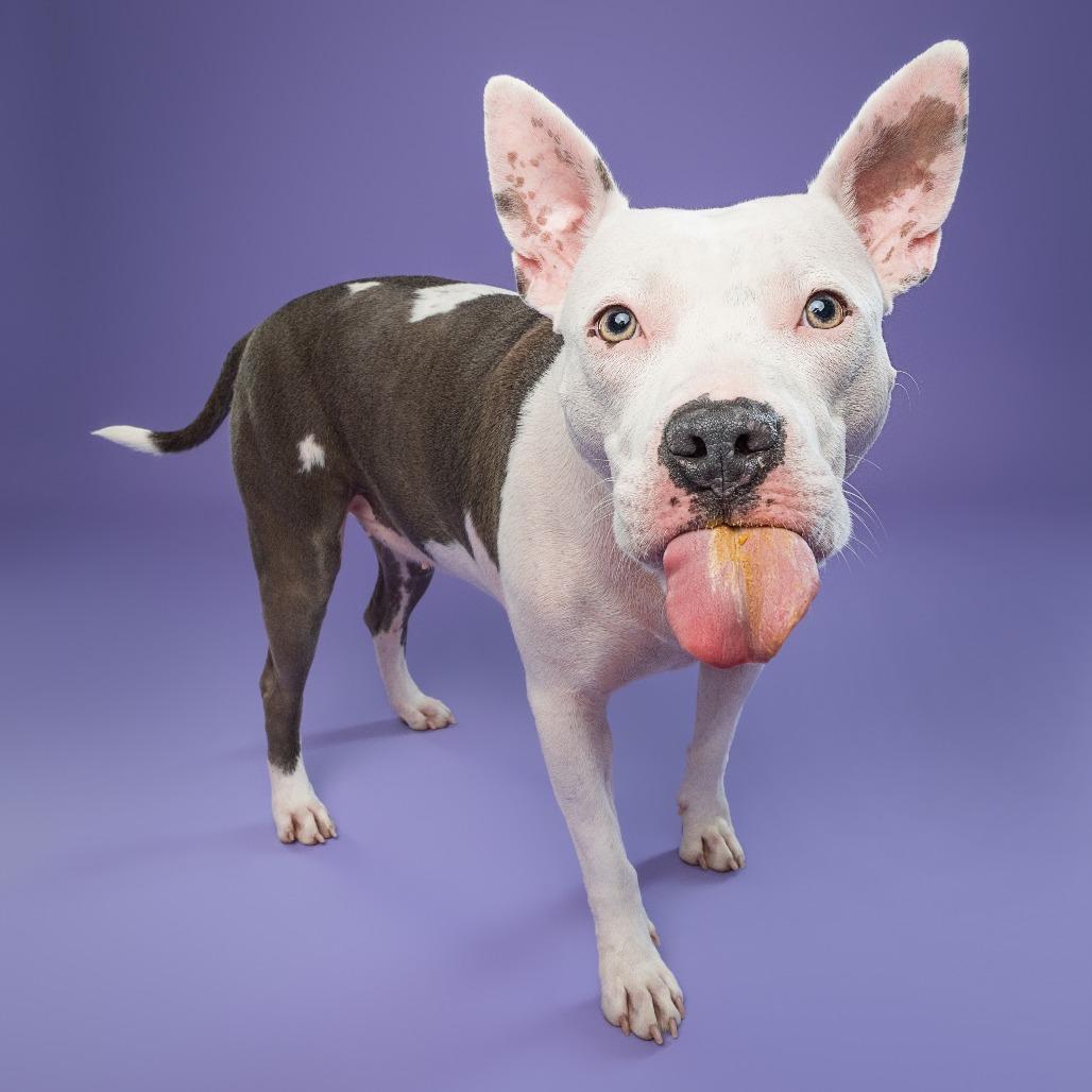 Enlarge Daisy, a Adoptable Pit Bull Terrier in York, PA image 4/6