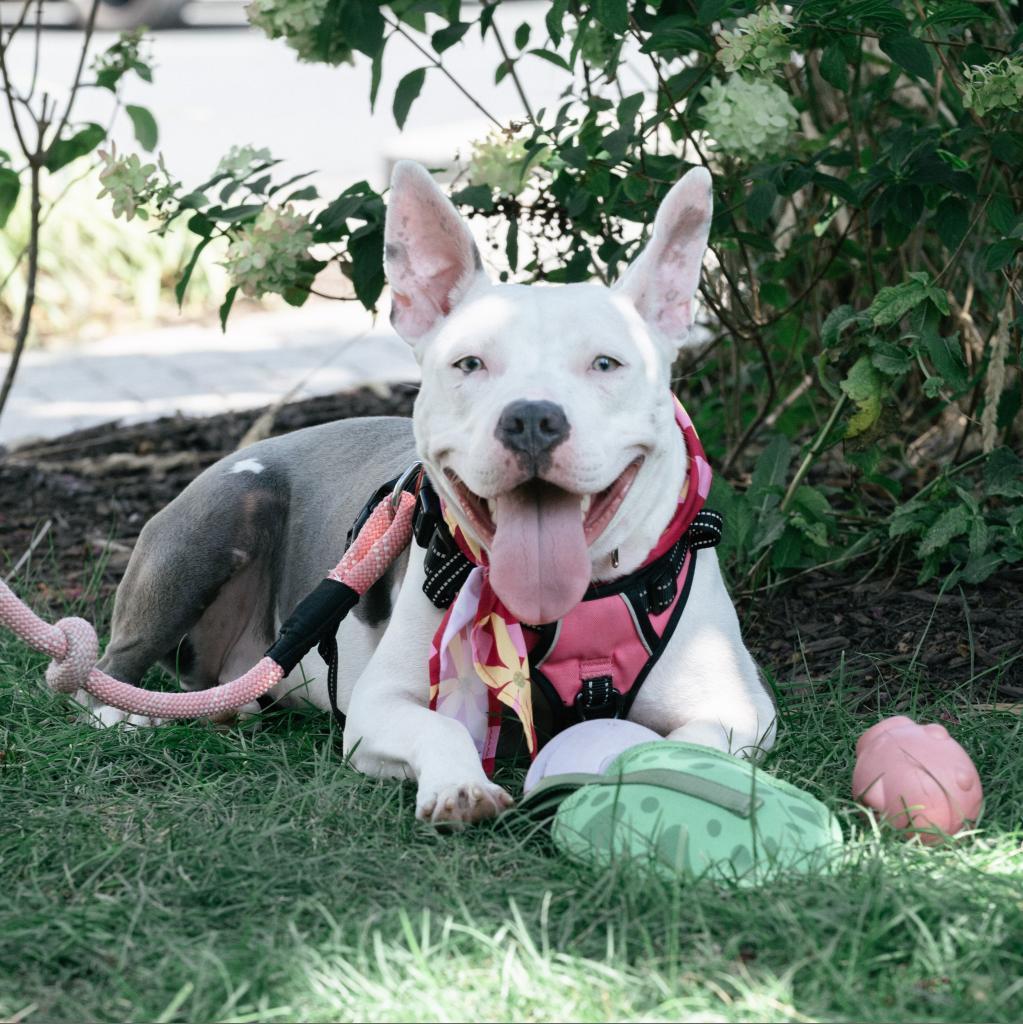 Enlarge Daisy, a Adoptable Pit Bull Terrier in York, PA image 2/6