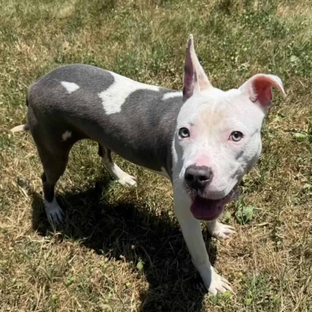 Enlarge Daisy, a Adoptable Pit Bull Terrier in York, PA image 5/6