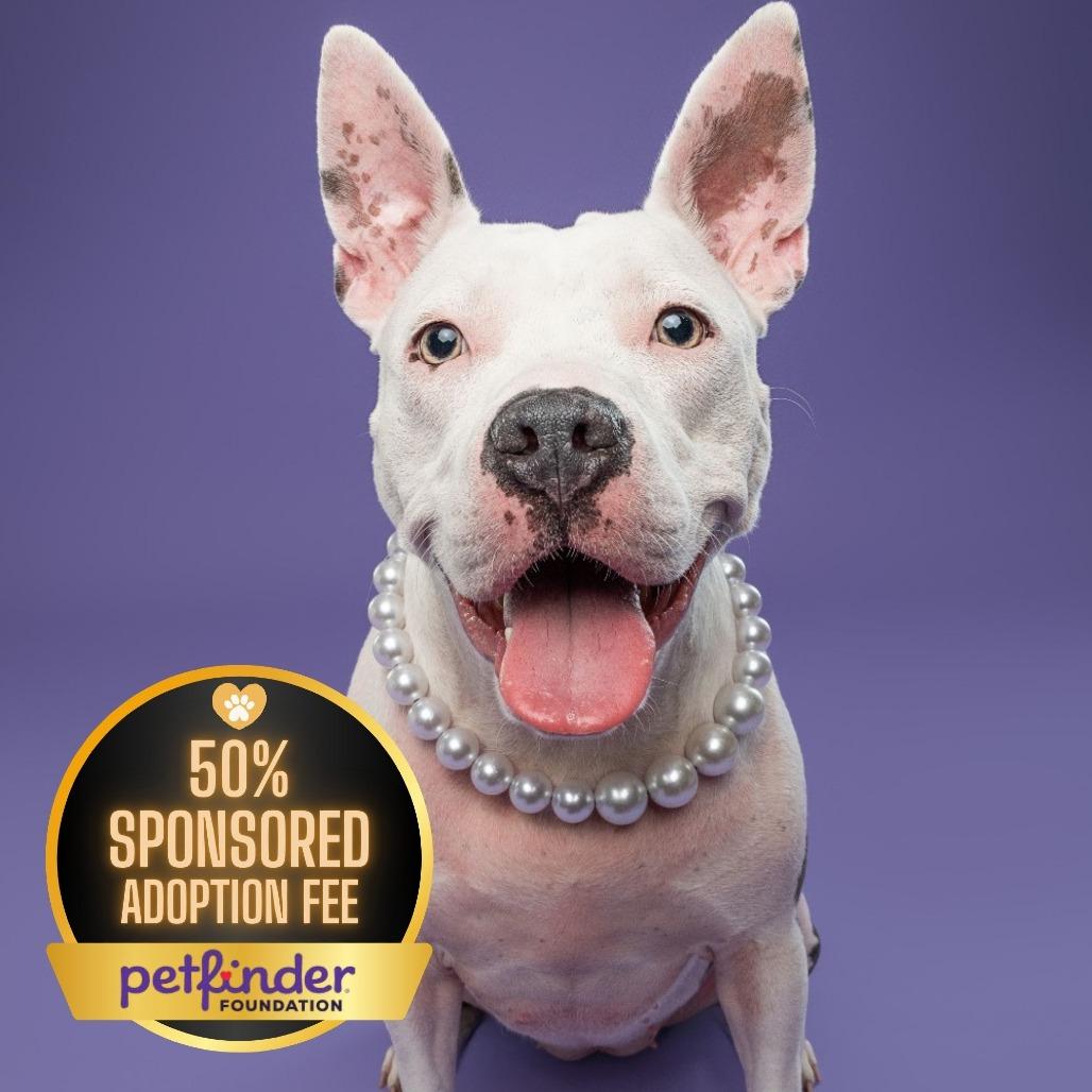 Daisy, a Adoptable Pit Bull Terrier in York, PA image 1/6