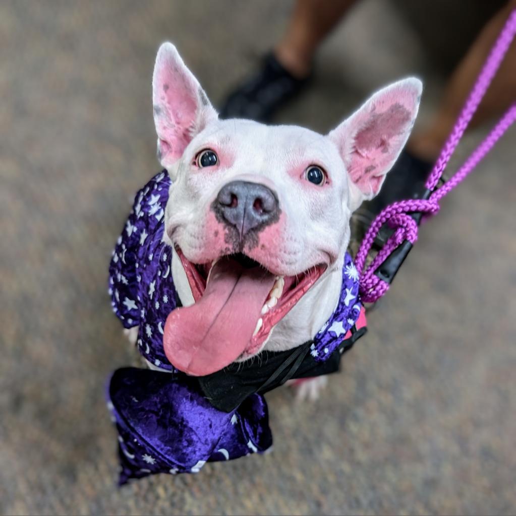 Enlarge Daisy, a Adoptable Pit Bull Terrier in York, PA image 6/6