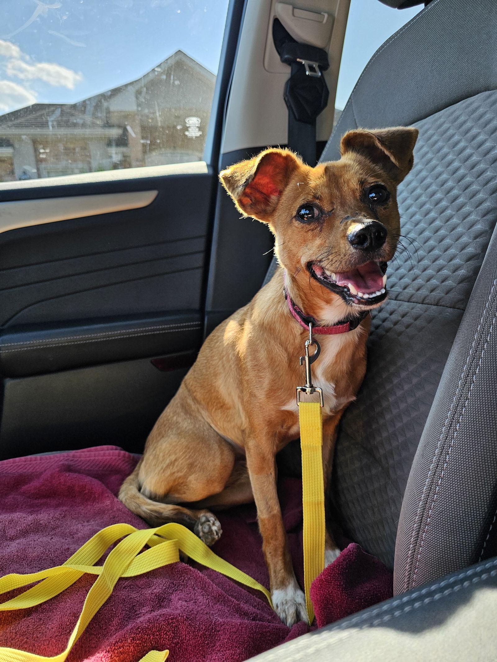 Enlarge Clarice, a Adoptable Chihuahua in Metairie, LA image 1/1