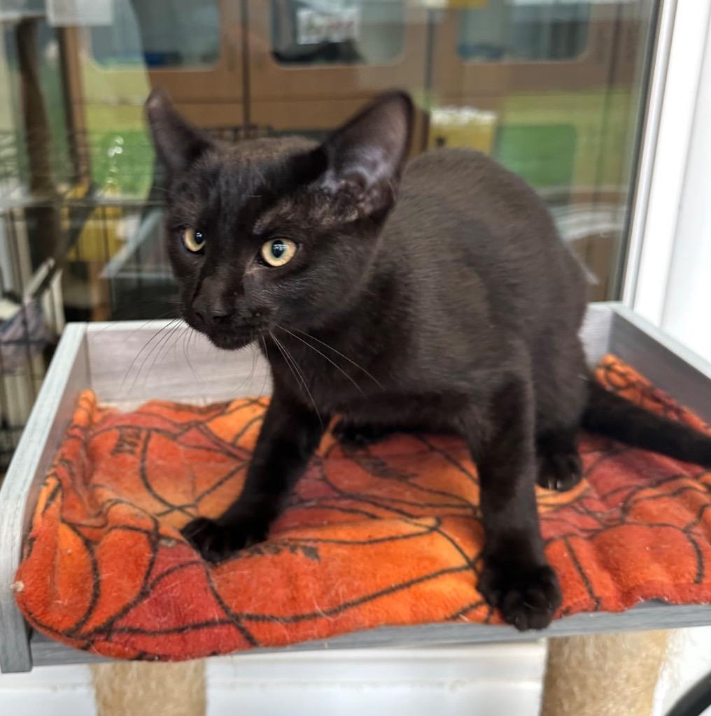 Kumquat, a Adoptable mixed breed in Newberg, OR image 1/2