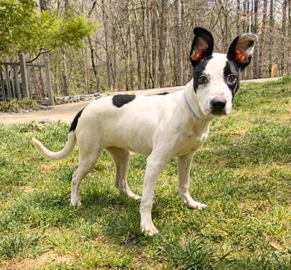Enlarge Gizmo , an adopted mixed breed in Dahlonega, GA image 1/1