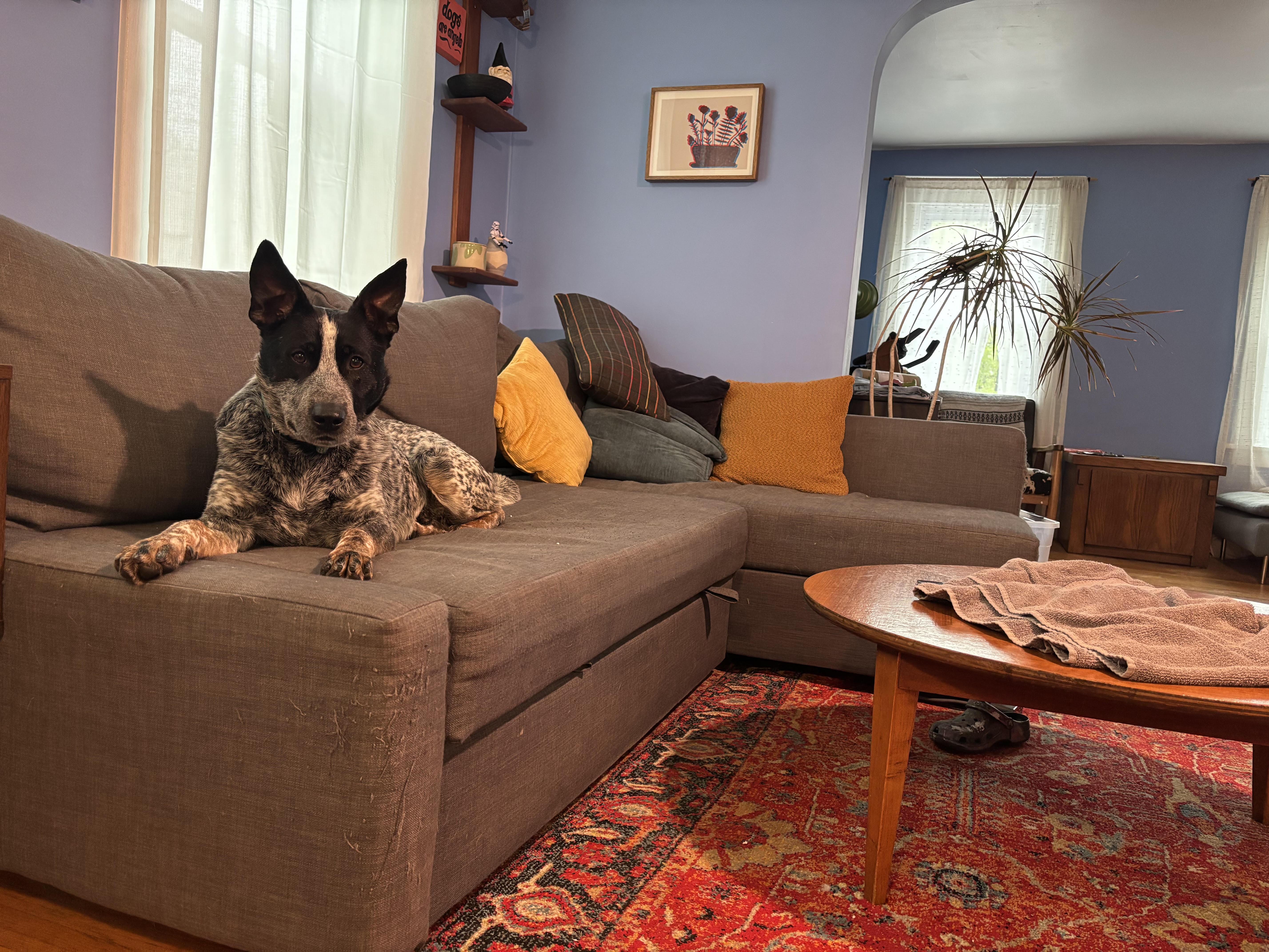 Hardy, Adoptable, Young Male Australian Cattle Dog / Blue Heeler.