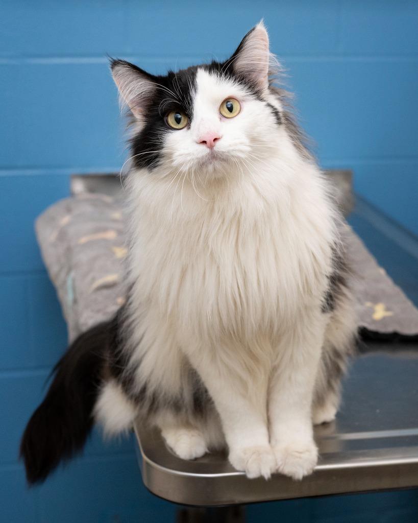 Enlarge Gus Gus, a Adoptable mixed breed in Boone, IA image 2/6