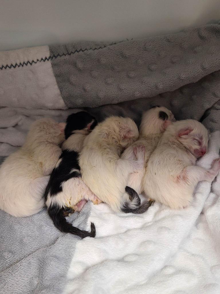 Enlarge Gus Gus, a Adoptable mixed breed in Boone, IA image 3/6