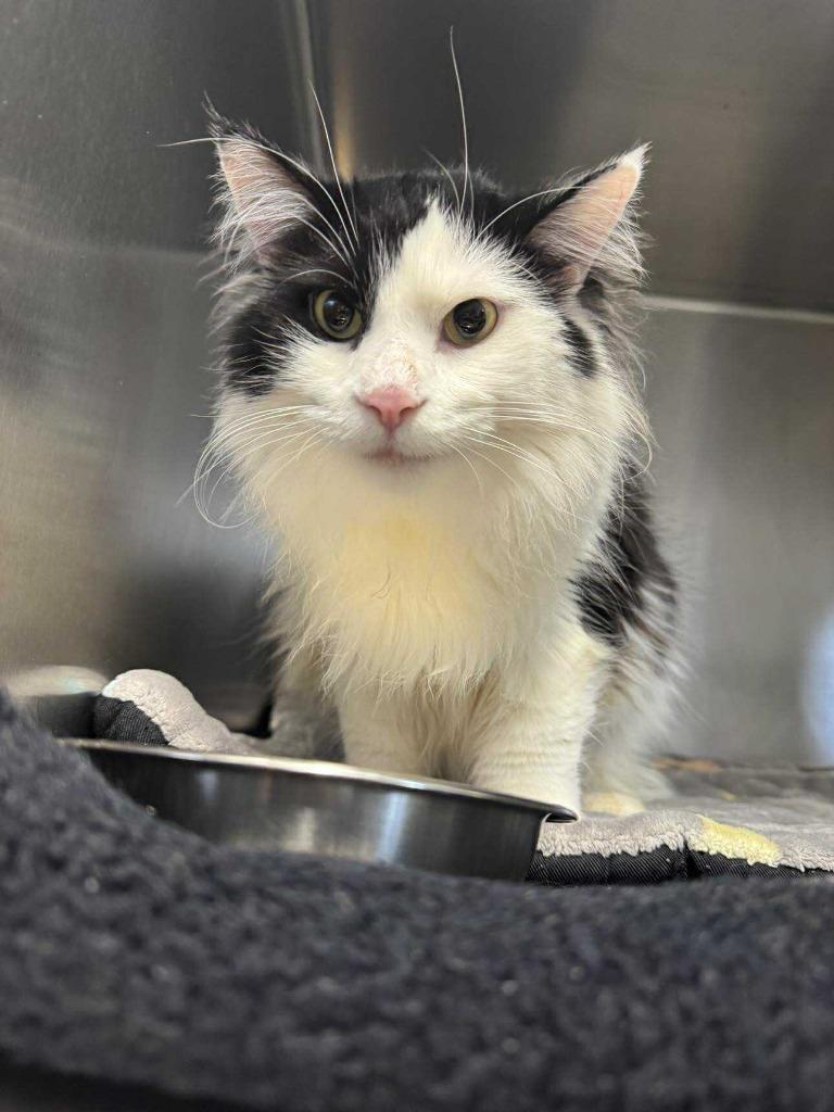 Enlarge Gus Gus, a Adoptable mixed breed in Boone, IA image 4/6