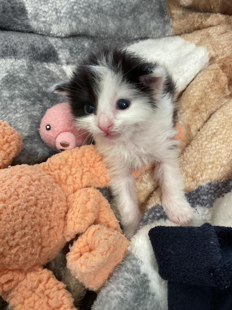 Enlarge Gus Gus, a Adoptable mixed breed in Boone, IA image 5/6